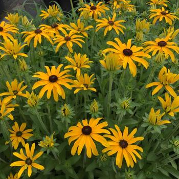 Rudbeckia x 'Glitters Like Gold' - 'Glitters Like Gold' Rudbeckia Rudbeckia x 'Glitters Like Gold' - 'Glitters Like Gold' Rudbeckia