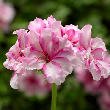 Pelargonium peltatum - Ivy League™ Cherry Blossom Ivy Geranium Pelargonium peltatum - Ivy League™ Cherry Blossom Ivy Geranium