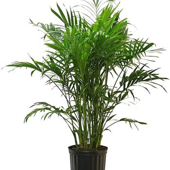 Chamaedorea cataractarum - Cat Palm Chamaedorea cataractarum - Cat Palm