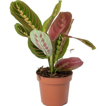Marantha Erythroneura - Red Vein Prayer Plant Marantha Erythroneura - Red Vein Prayer Plant