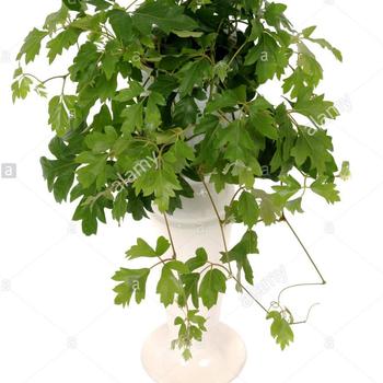 Cissus oak leaf ivy - Grape Ivy Plant Cissus oak leaf ivy - Grape Ivy Plant