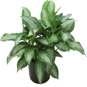 Aglaonema 'Silver Bay' - Silver Bay Aglaonema Aglaonema 'Silver Bay' - Silver Bay Aglaonema