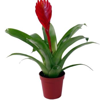 Bromeliad Guzmania - Guzmania Bromeliad Bromeliad Guzmania - Guzmania Bromeliad