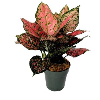 Aglaonema 'Ruby Red' - Ruby Red Aglaonema Aglaonema 'Ruby Red' - Ruby Red Aglaonema