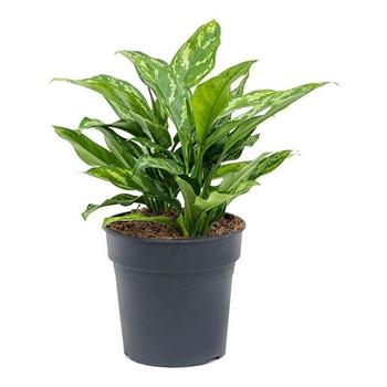 Aglaonema 'Maria' - Maria Aglaonema Aglaonema 'Maria' - Maria Aglaonema