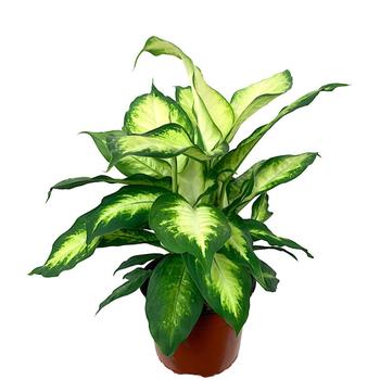 Dieffenbachia 'Camille' - Camille Dieffenbachia Dieffenbachia 'Camille' - Camille Dieffenbachia