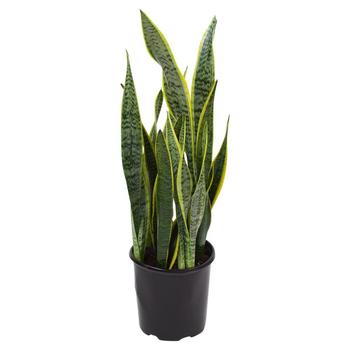 Sansevieria laurentii - Snake Plant Sansevieria laurentii - Snake Plant