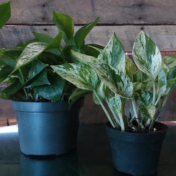 Epipremnum aureum - Golden Pothos Epipremnum aureum - Golden Pothos