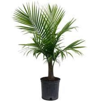 Ravenea rivularis - Majesty Palm Ravenea rivularis - Majesty Palm