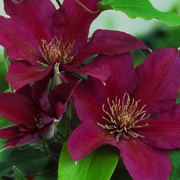 Clematis 'Picardy' - Picardy Clematis Clematis 'Picardy' - Picardy Clematis