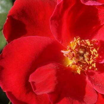 Rosa 'Miracle on the Hudson' - Miracle on the Hudson® Rose
