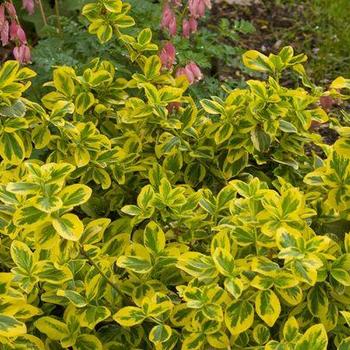 Euonymus fortunei 'Roemertwo' - Gold Splash® Euonymus