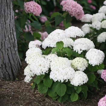Hydrangea arborescence 'Wee White' - Wee White Hydrangea Hydrangea arborescence 'Wee White' - Wee White Hydrangea