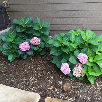 Hydrangea macrophylla 'Let's Dance Blue Jangles' - Let's Dance Blue Jangles Hydrangea Hydrangea macrophylla 'Let's Dance Blue Jangles' - Let's Dance Blue Jangles Hydrangea