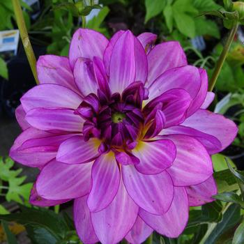 Dahlia 'GoGo Blues' - GoGo Blues Dahlia Dahlia 'GoGo Blues' - GoGo Blues Dahlia