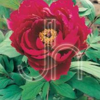paeonia suffruticosa 'Houki' - Red Tree Peony paeonia suffruticosa 'Houki' - Red Tree Peony