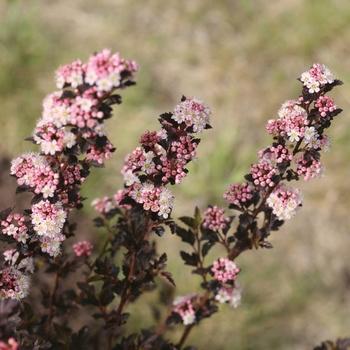 Physocarpus opulifolius 'SMPOTW' - Tiny Wine® Ninebark