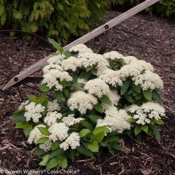 Viburnum cassinoides 'SMNVCDD' - Lil' Ditty® Viburnum