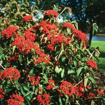 Viburnum dilatatum 'Cardinal Candy' - Cardinal Candy® Viburnum