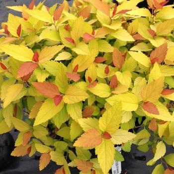Spiraea japonica 'NCSX1' - Double Play® Candy Corn® Spirea
