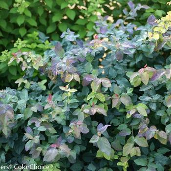 Spiraea japonica 'SMSMBK' - Double Play® Blue Kazoo® Spirea