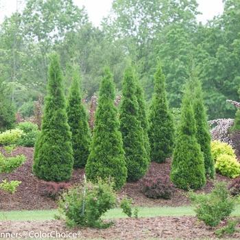 Thuja occidentalis 'Art Boe' - North Pole Arborvitae