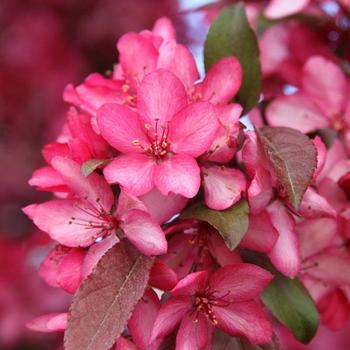 Malus 'JFS-KW5' - Royal Raindrops® Crabapple