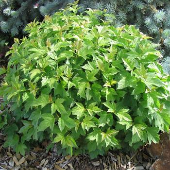 Viburnum opulus 'Nanum' - Dwarf European Cranberry Bush