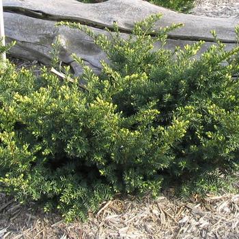 Taxus x media 'Everlow' - Everlow Yew