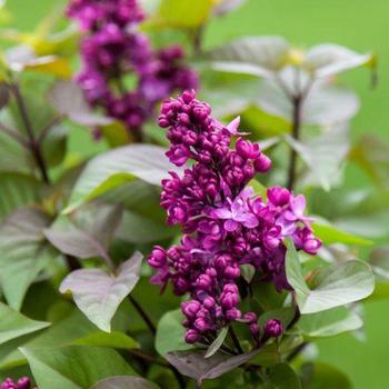 Syringa 'BailBridget' - Virtual Violet® Lilac