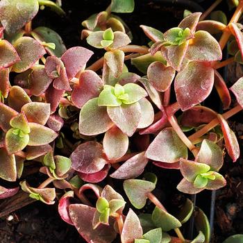 Crassula pellucida marginalis rubra - Calico Kitten Crassula pellucida marginalis rubra - Calico Kitten