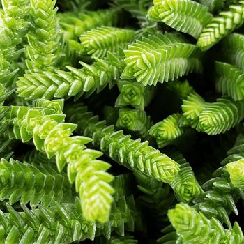 Crassula muscusa - Lizard's Tail Crassula muscusa - Lizard's Tail