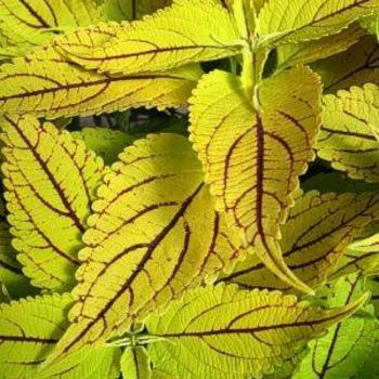 Solenostemon scutellarioides 'The Line' - The Line Coleus Solenostemon scutellarioides 'The Line' - The Line Coleus
