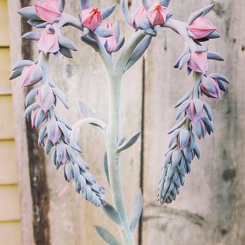 Echeveria 'Silver Spoons' - 'Silver Spoons' Echeveria Echeveria 'Silver Spoons' - 'Silver Spoons' Echeveria