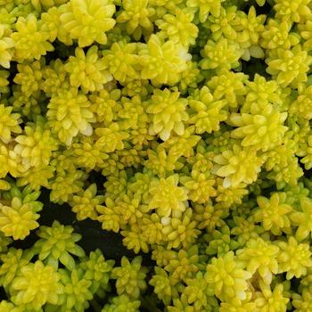 Sedum japonicum 'Tokyo Sun' - Tokyo Sun Sedum Sedum japonicum 'Tokyo Sun' - Tokyo Sun Sedum
