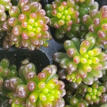 Sedum rubrotinctum - Jelly Bean Plant Sedum rubrotinctum - Jelly Bean Plant