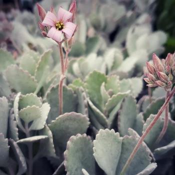 Kalanchoe luciae - Paddle Plant Kalanchoe luciae - Paddle Plant