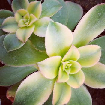 Aeonium percarneum - Aeonium Kiwi Aeonium percarneum - Aeonium Kiwi