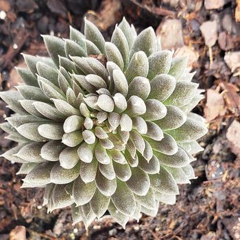 Sedum indicum 'Yunan Crest' - Yunan Crest Sedum Sedum indicum 'Yunan Crest' - Yunan Crest Sedum