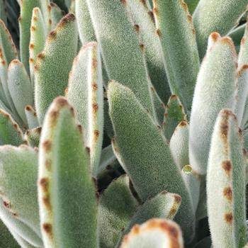 Kalanchoe tomentosa - Panda Plant Kalanchoe tomentosa - Panda Plant