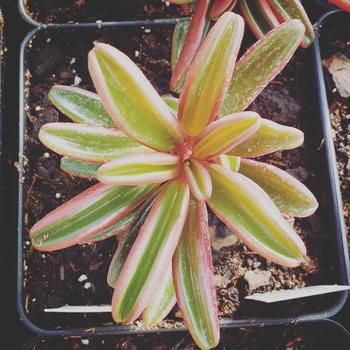 Peperomia graveolens - Ruby Glow peperomia Peperomia graveolens - Ruby Glow peperomia
