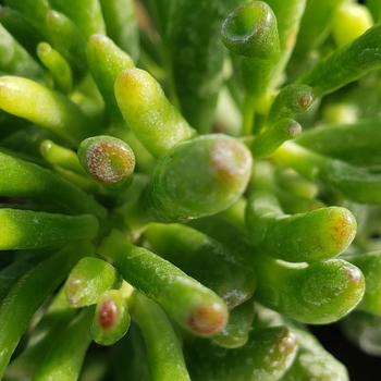 Crassula ovata 'Gollum' - Gollum Jade Crassula ovata 'Gollum' - Gollum Jade