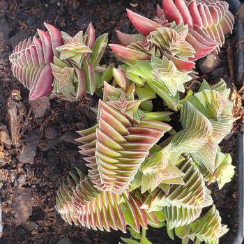 Crassula capitella - Red Pagoda Crassula capitella - Red Pagoda