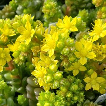 Cremnosedum - Little Gem Sedum Cremnosedum - Little Gem Sedum