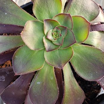 Aeonium 'Voodoo' - Voodoo Aeonium Aeonium 'Voodoo' - Voodoo Aeonium