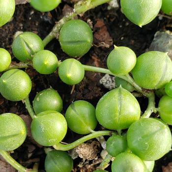 Senecio herreianus - String of Pearls Senecio herreianus - String of Pearls
