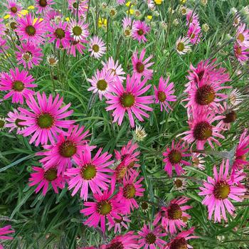 Echinacea tennesseensis 'Hyb' - Tennessee Coneflower Echinacea tennesseensis 'Hyb' - Tennessee Coneflower