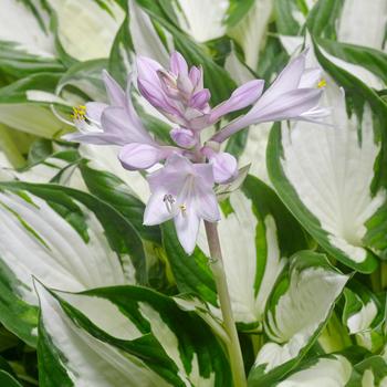 Hosta 'Amazone' - Amazone Hosta Hosta 'Amazone' - Amazone Hosta