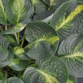 Hosta 'Warwick Comet' - Warwick Comet Hosta Hosta 'Warwick Comet' - Warwick Comet Hosta