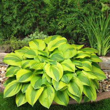 Hosta 'Velvet Moon' - Velvet Moon Hosta Hosta 'Velvet Moon' - Velvet Moon Hosta